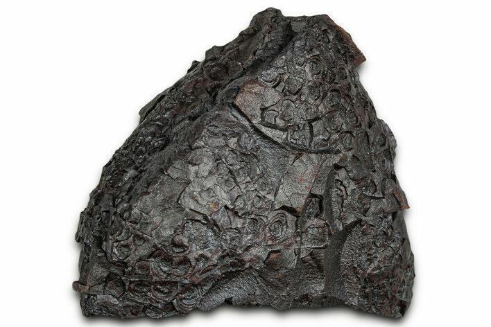 Dragon Scale Stone (Iron, Manganese, Siderite Nodule) #330287